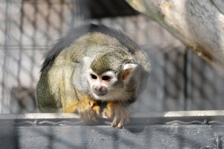 A monkey with dark eyes sits on a treeの写真素材
