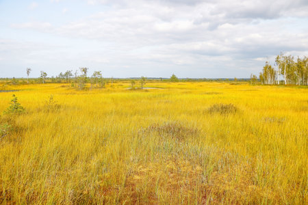 View of a bright yellow swamp in autumnの写真素材