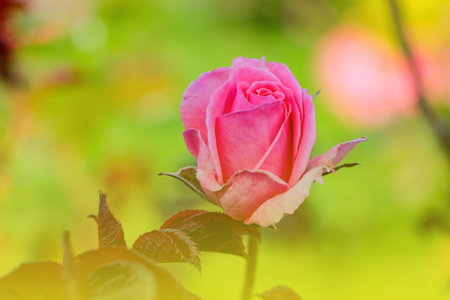Light pink rose blooms in spring. Fragrant smellの写真素材