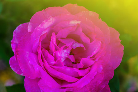 Bud of a red blooming rose close-up. The beginning of springの写真素材