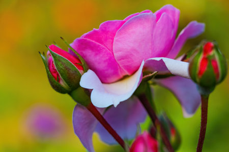 Close up of garden pink rose blossoms in springの写真素材