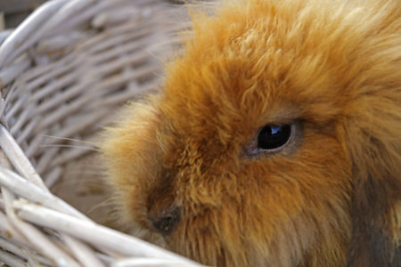 The ginger rabbit sits in a white basket. Easterの写真素材