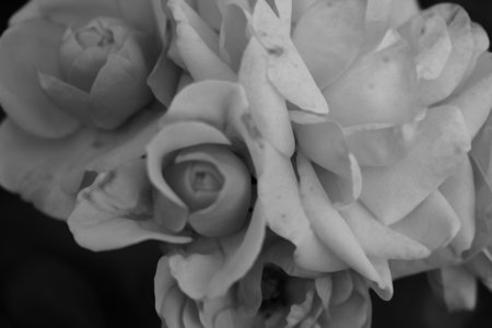Black and white photo of a light rose. Blooms in springの写真素材
