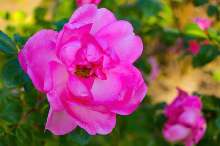 Bud of a red blooming rose close-up. The beginning of springの写真素材