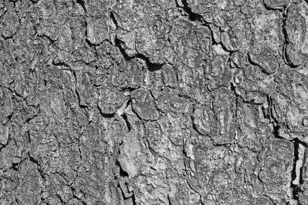 Black and white photo. Tree bark textureの写真素材