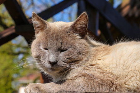 A gray domestic cat lies and bask in the sunの写真素材