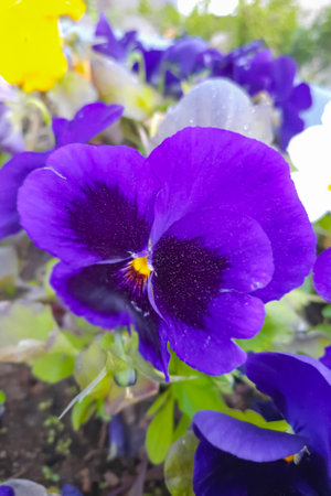 Beautiful and unique in its beauty flowers Pansies.の写真素材