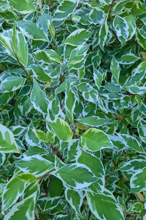Green branches and leaves of a houseplant, backgroundの写真素材