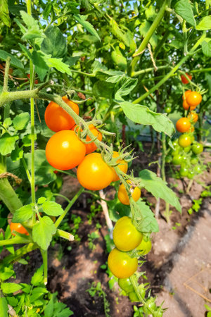 Homemade small tomatoes grow on a sunny dayの写真素材