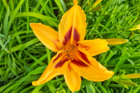 Beautiful bright lily flowers in the park in springの写真素材