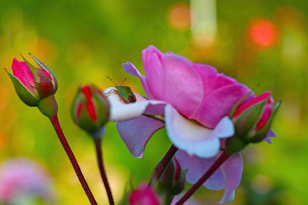 Blooming garden rose in spring. Selective focusの写真素材