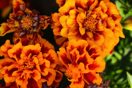 View of the beautiful blooming marigolds in the gardenの写真素材