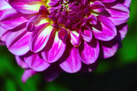 Purple dahlia blooms in the garden on a sunny dayの写真素材