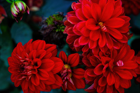 Red blooming dahlias in the garden in springの写真素材