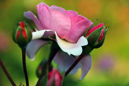 Blooming garden rose in spring. Fragrant smell. Used in cosmetology and perfumeryの写真素材