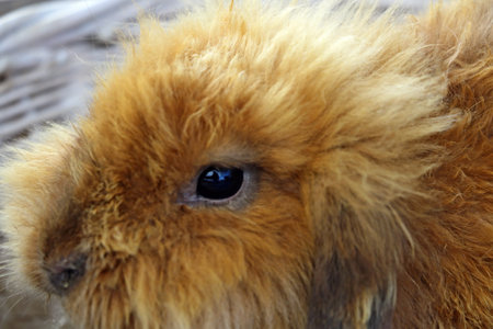 A beautiful ginger rabbit is sitting close-up in a basketの写真素材