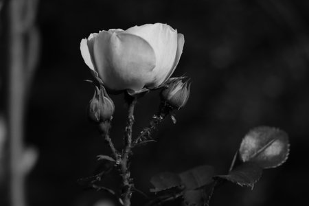 Black and white photo. Blooming rose in the gardenの写真素材