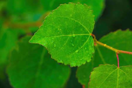 Young green leaves of a tree in spring