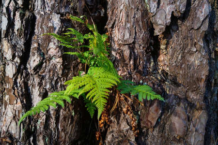 A green fern grows from a tree trunkの写真素材