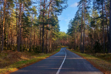 Beautiful scenic forest road in early spring in the eveningの写真素材