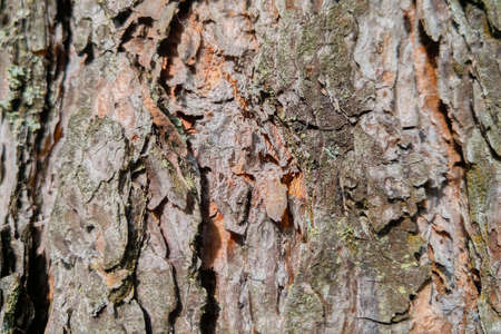 Close-up on a tree trunk and bark, backgroundの写真素材