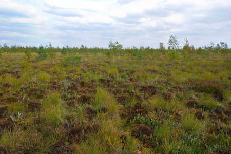 Nice view of the green swamp in springの写真素材