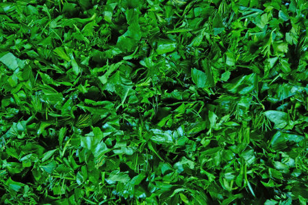 Beautiful juicy young greens for soups and saladsの写真素材