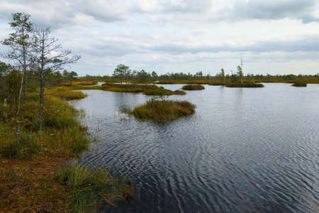 A beautiful picturesque swamp in late autumnの写真素材