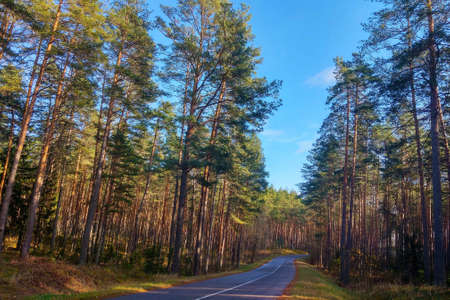 Beautiful scenic forest road after rain. Fresh airの写真素材