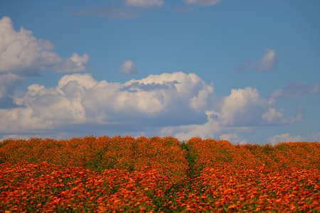 Beautiful scenic view of the blue sky. Out of focus a blooming field of calendulaの写真素材