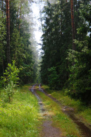 Wet forest road along green trees after rainの写真素材