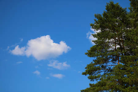 White cloud and green tree against the blue skyの写真素材