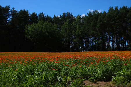 Bright colored field of calendula against the background of the sky and green forestの写真素材