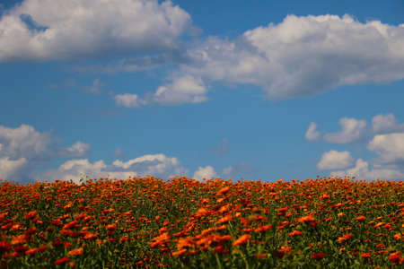 Bright orange field of blooming calendula in summer or springの写真素材