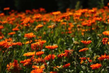 Blooming field of calendula in spring. A useful plant used in medicine and perfumeryの写真素材
