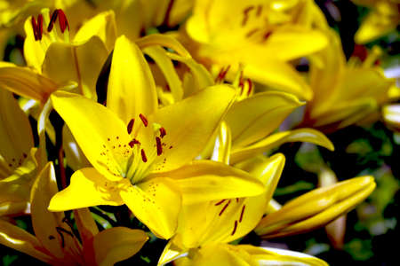 Bright yellow blooming lily flowers in the gardenの写真素材