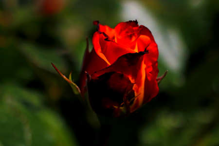 Blooming dark rose bloomed in the garden in springの写真素材