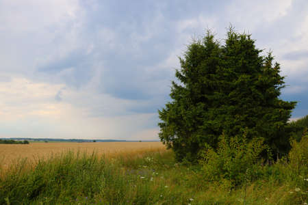 Green field in the dark sky before the rainの写真素材
