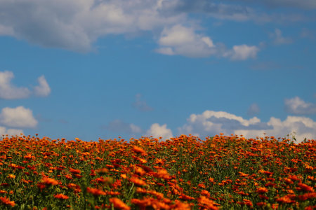 Blooming orange field of calendula in springの写真素材