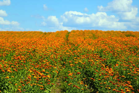Blooming orange field of calendula in springの写真素材