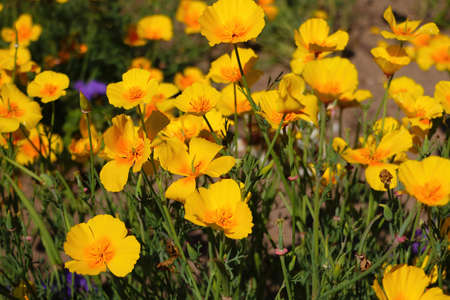 Orange California poppy flowers in a gardenの写真素材