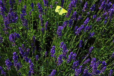 Blooming lavender on a sunny summer day. Used in medicine and perfumeryの写真素材