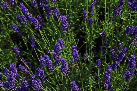 Bright, fragrant lavender fields bloom on a sunny dayの写真素材