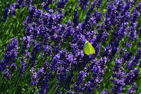 Blooming lavender on a sunny summer day. Used in medicine and perfumeryの写真素材