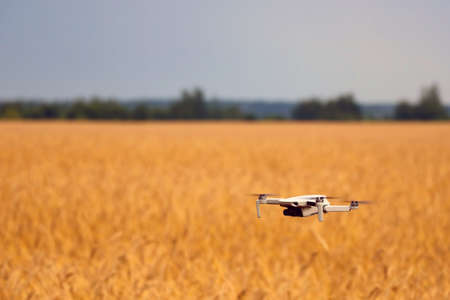 The drone flies over a yellow wheat fieldの写真素材