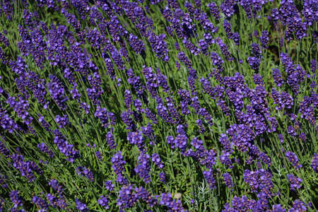 Beautiful fragrant lavender blooms in summer or springの写真素材
