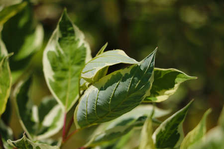 Close up of green leaf texture in tropical forest for backgroundの写真素材