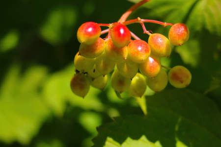 Young rowan fruits grow in the parkの写真素材