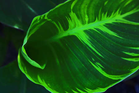 Close up of green leaf texture in tropical forest for backgroundの写真素材
