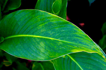 Close up of green leaf texture in tropical forest for backgroundの写真素材